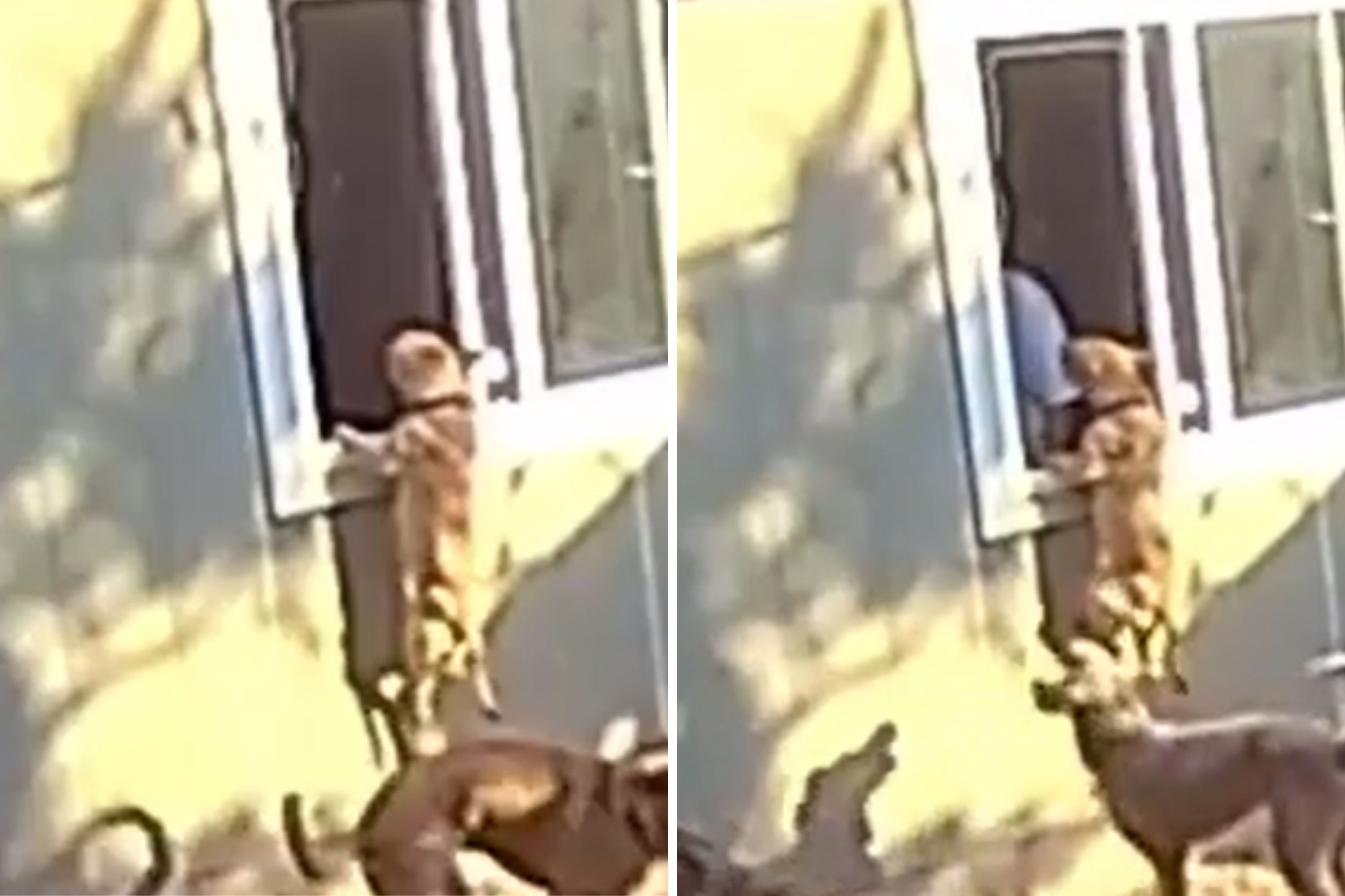 Security Cam Captures Dogs Desperate Attempt to See Owner in Office