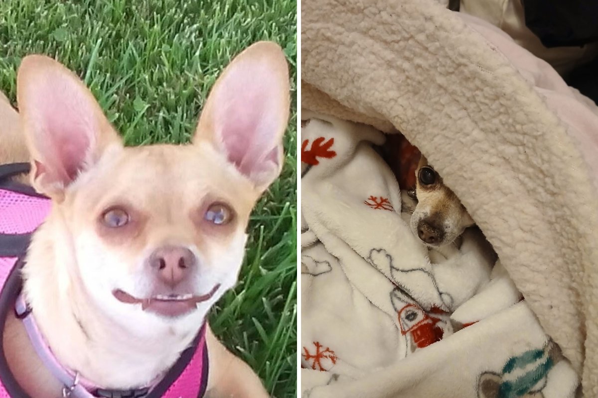 13-year-old Chihuahua named Pinky