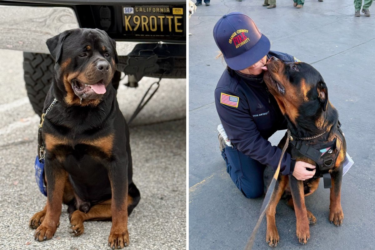 Rottweiler volunteer with LAPD