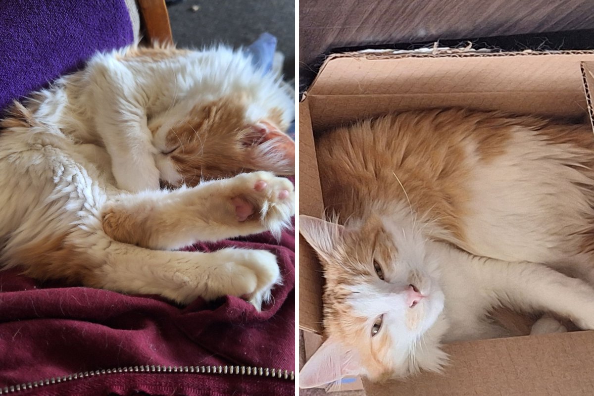 Orange and white kitten