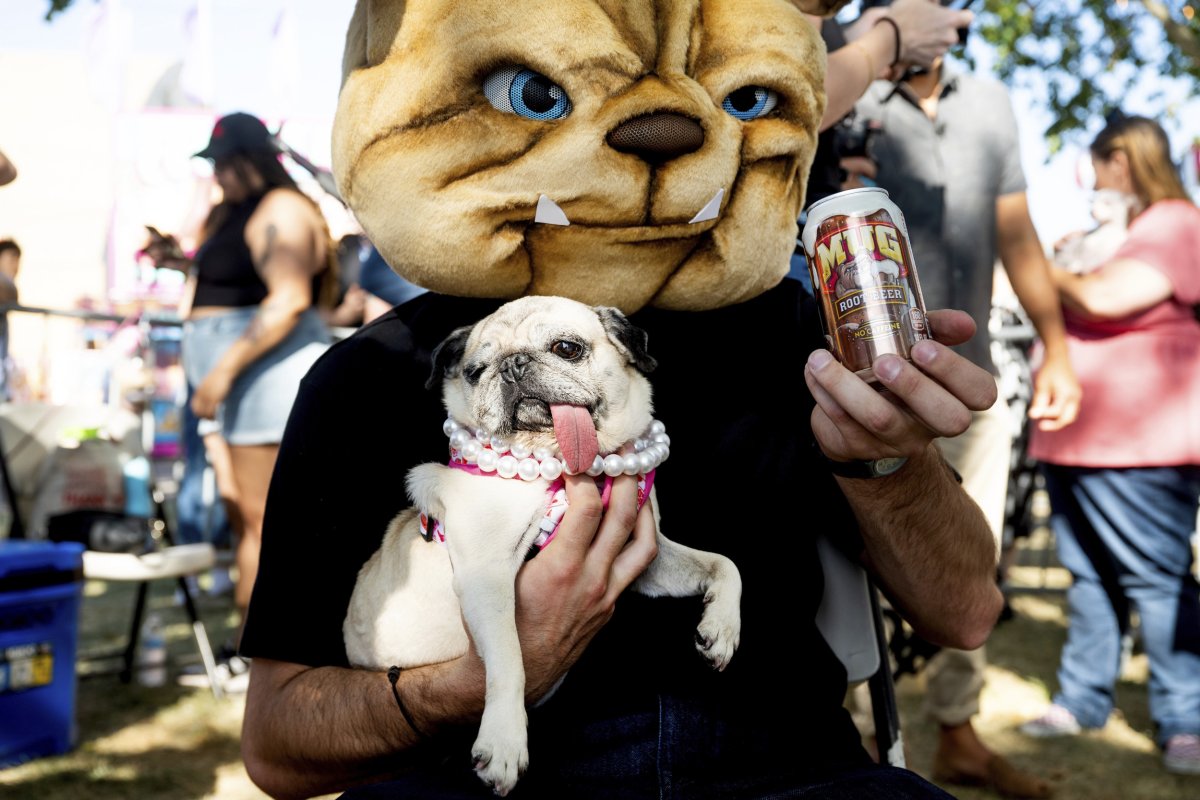 World's Ugliest Dog Contest