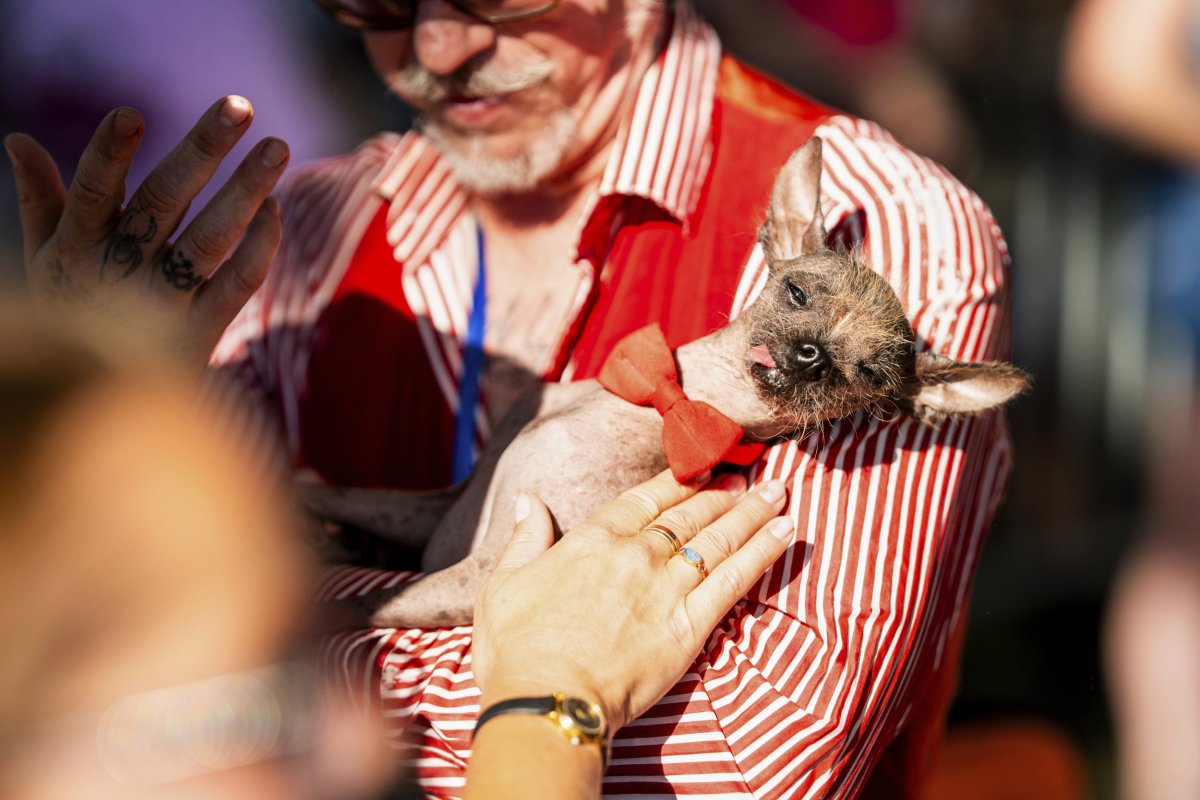 World's Ugliest Dog Contest