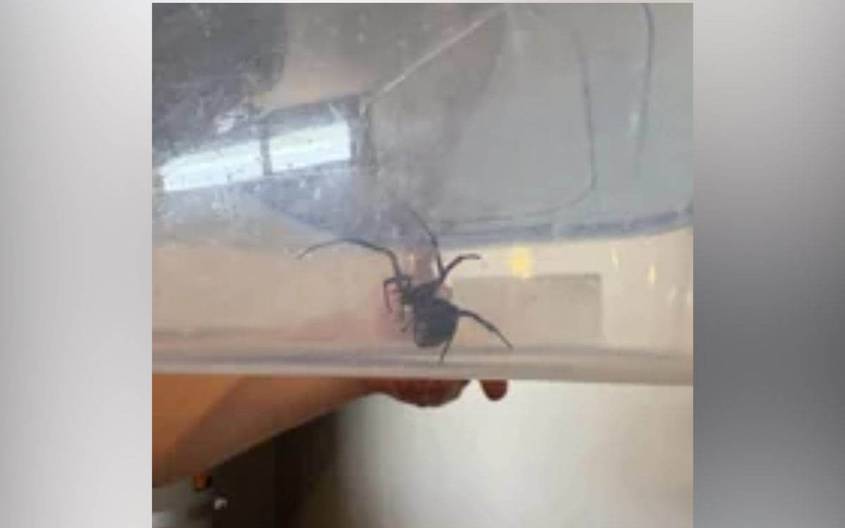 Pregnant Woman Moves Into New House, Makes Deadly Discovery in the Garage