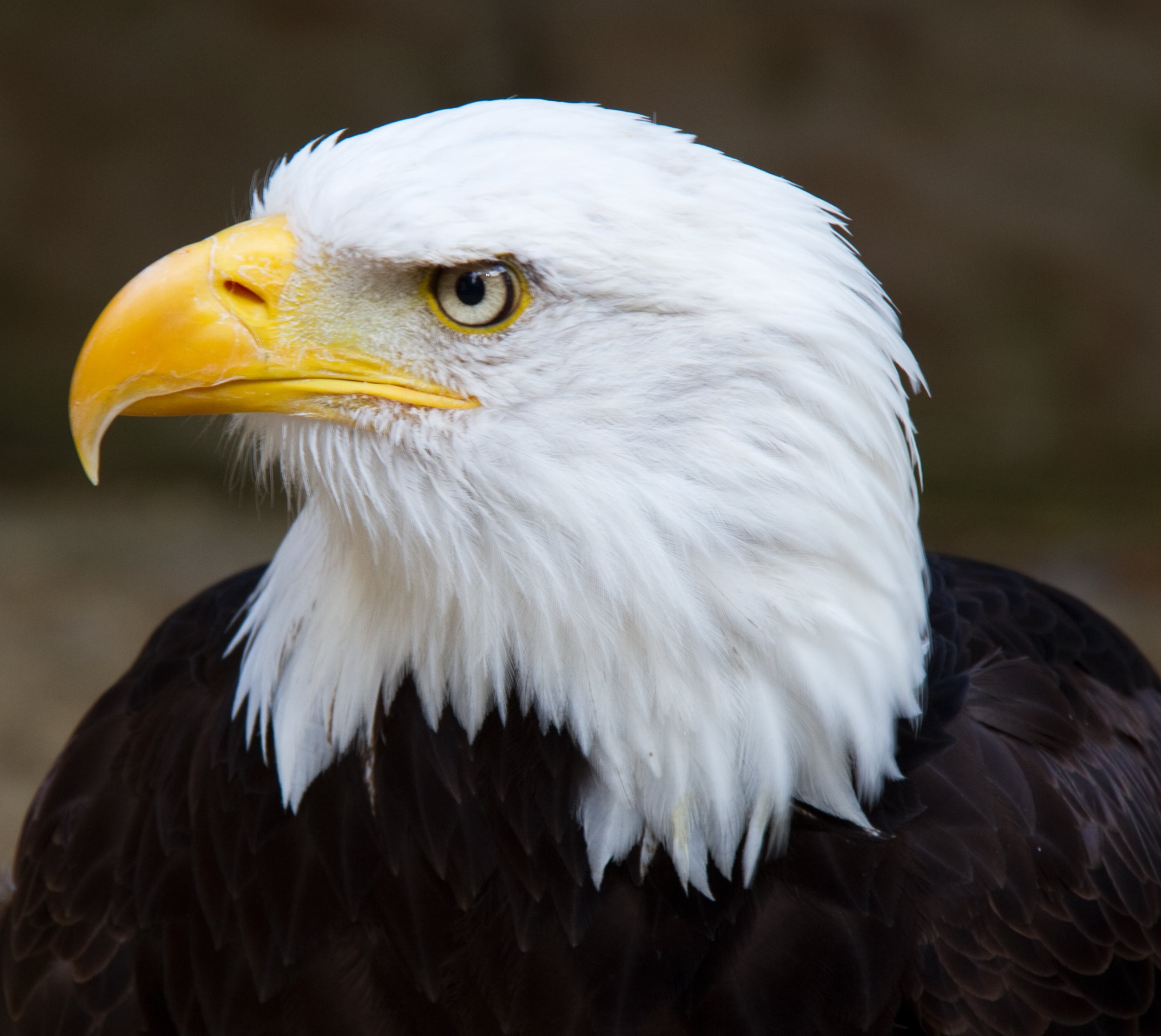 9-11-Eagle