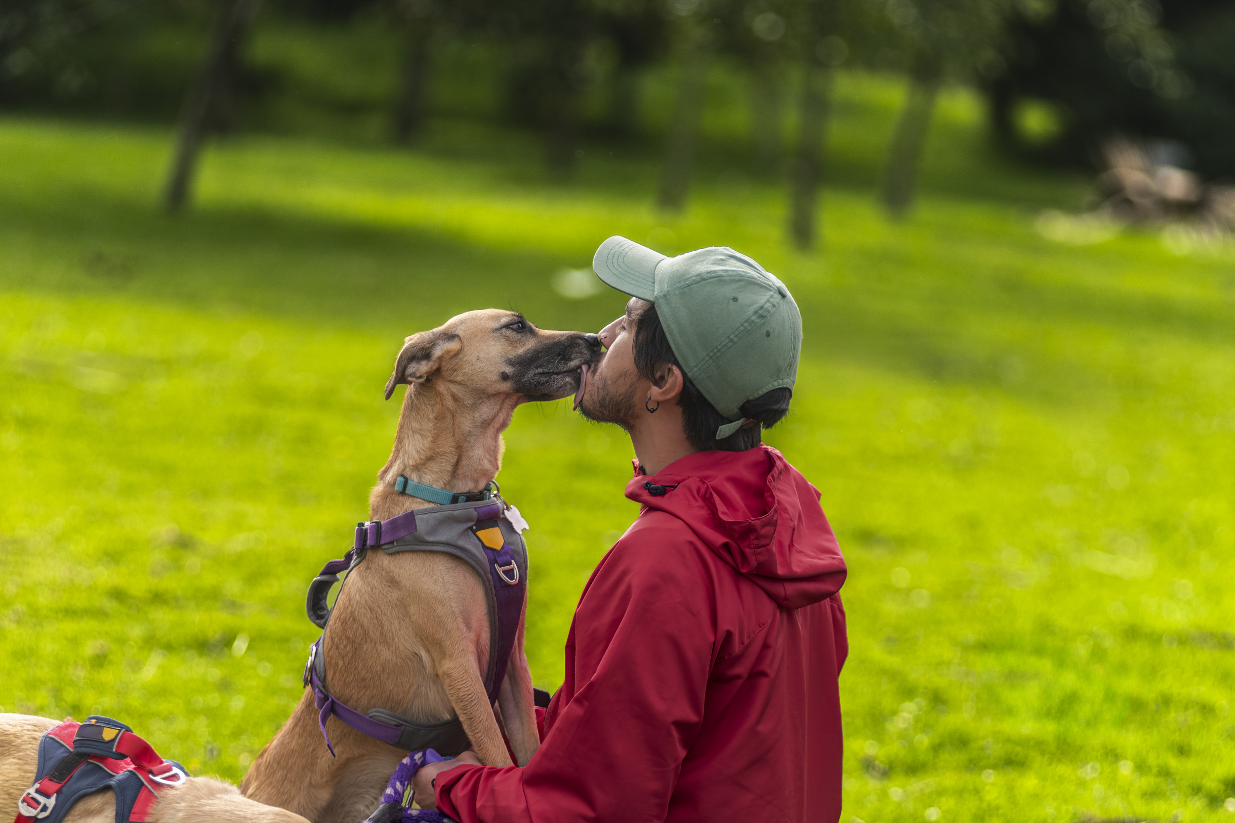 https://d.newsweek.com/en/full/2700023/man-dog-stock-image.jpg