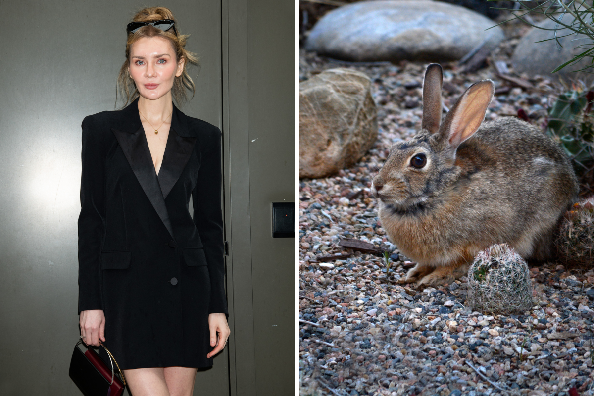 Anna Delvey Rabbit Drama Explained After Bunnies Dumped in Park - Newsweek