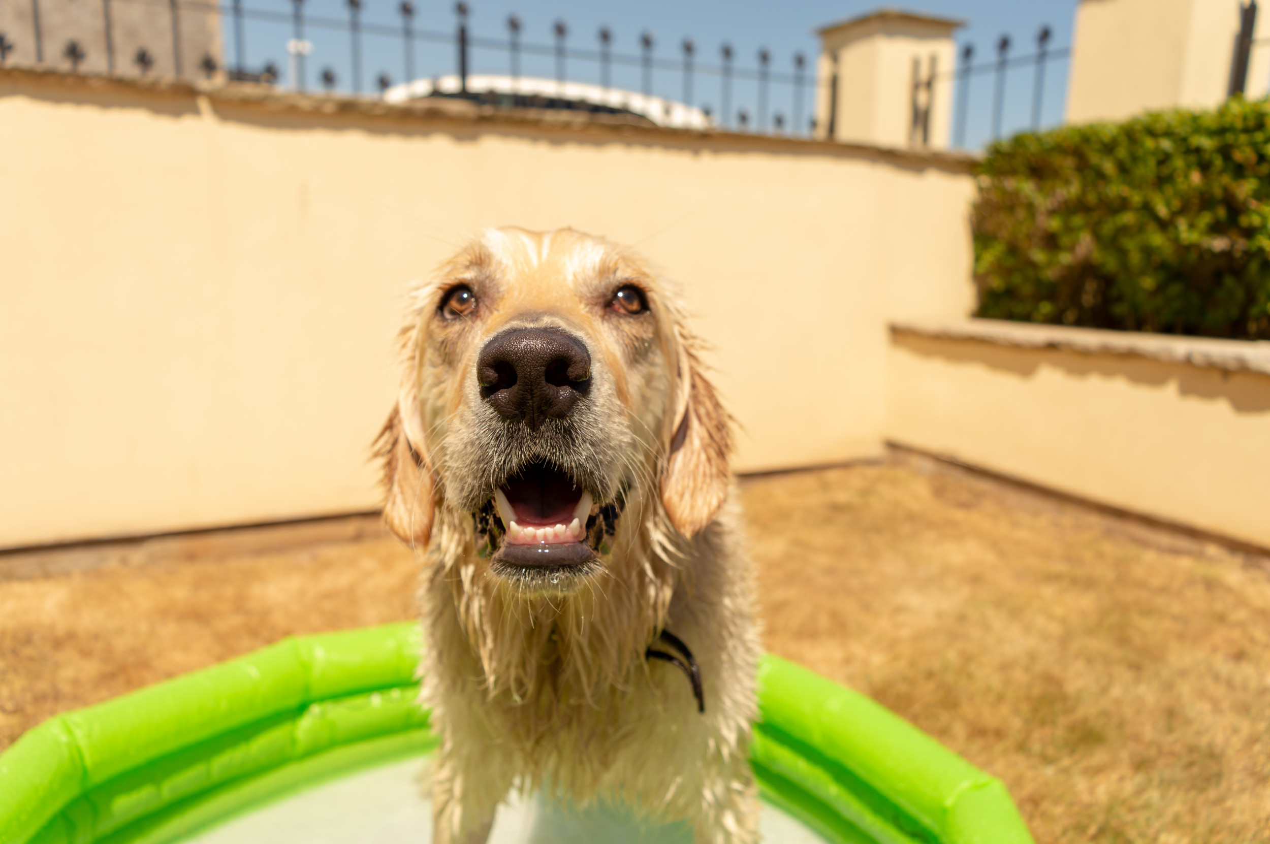 Man Notices Golden Retriever Enjoying Pool Below, Hearts Melt as He Zooms In Man Notices Golden Retriever Enjoying Pool Below, Hearts Melt as He Zooms In