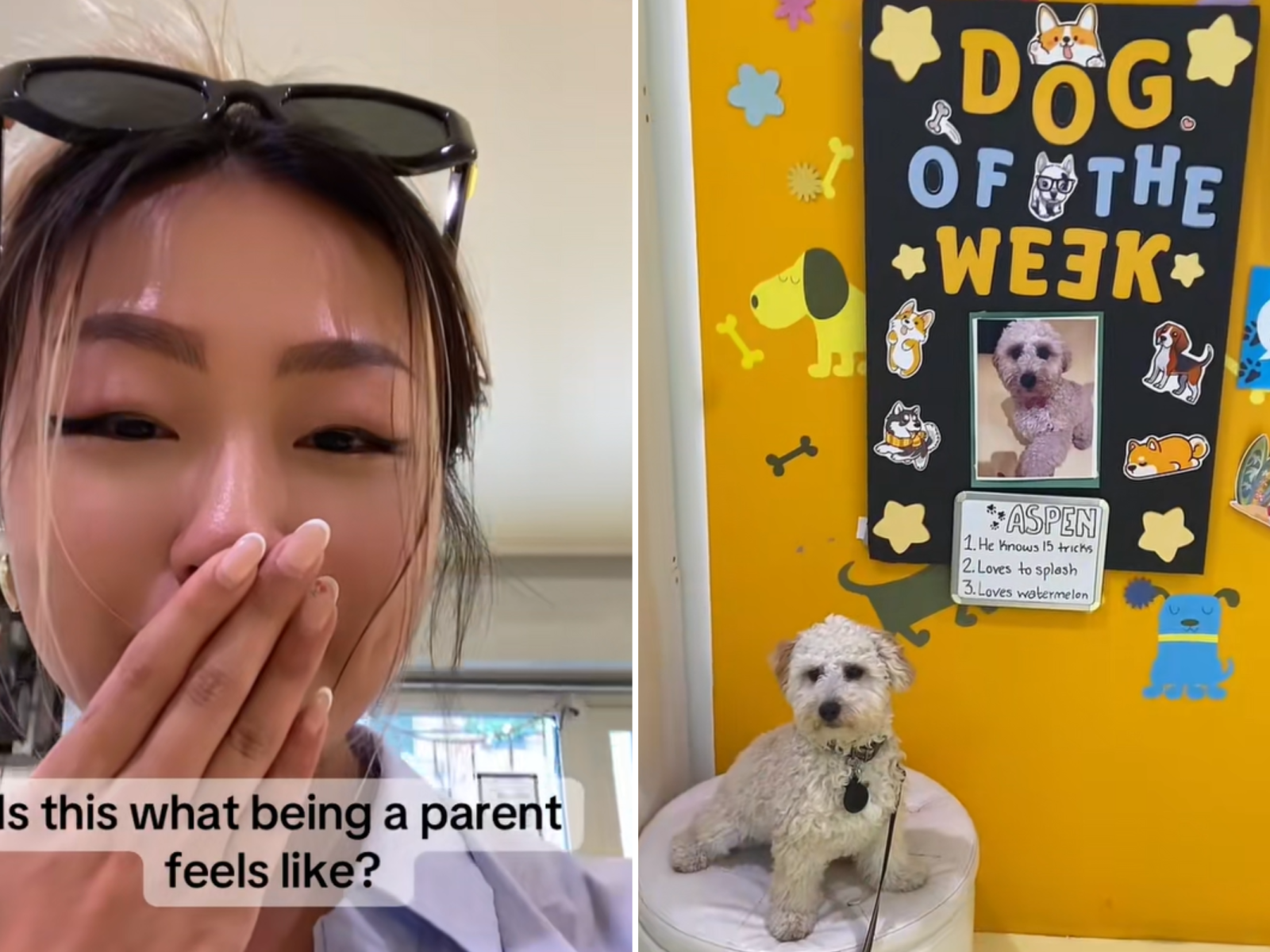 How Do I Know If My Dog Likes Daycare: Signs to Watch