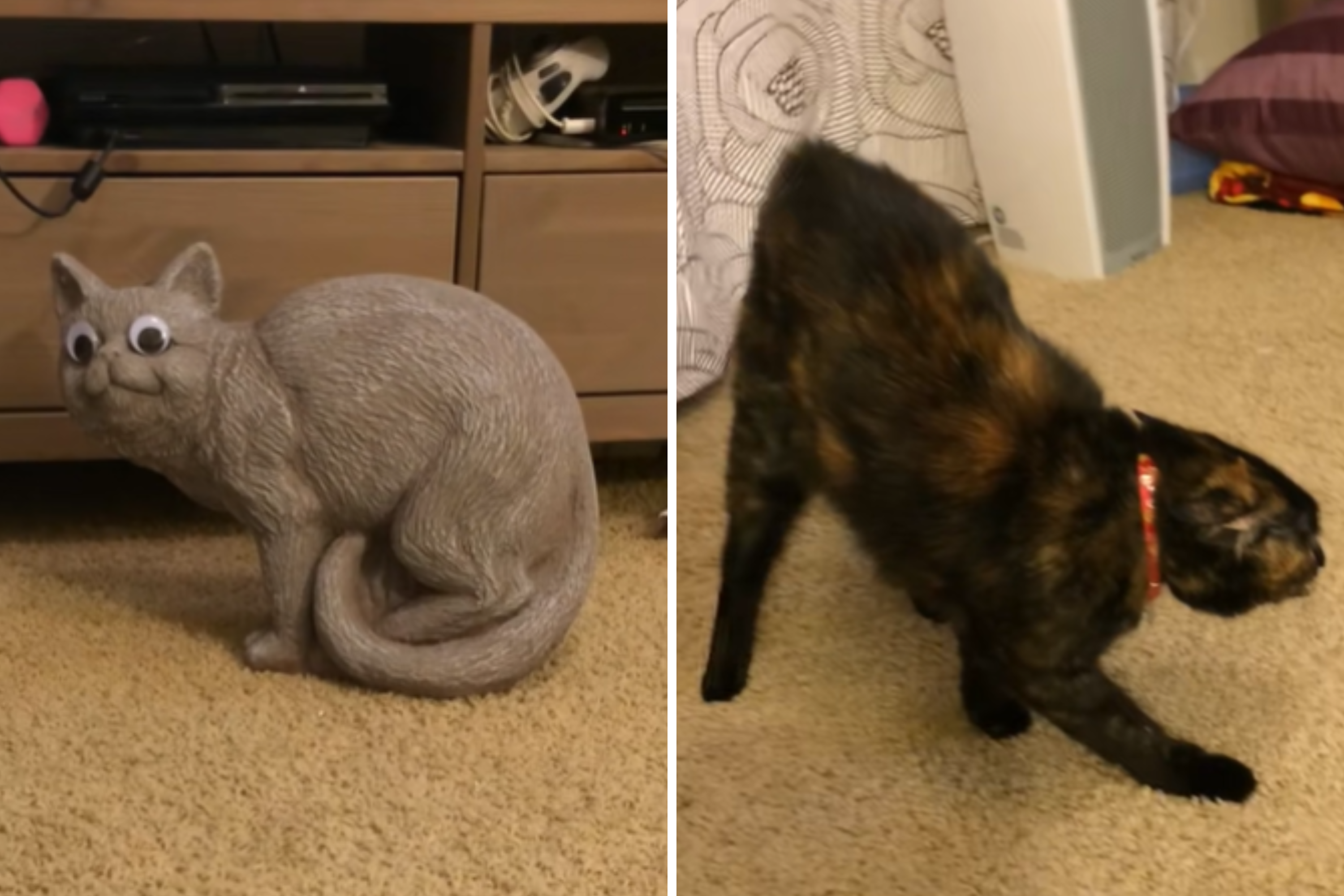 Will Farrell Cat Toys Meme: Hilarious Moments That Went Viral