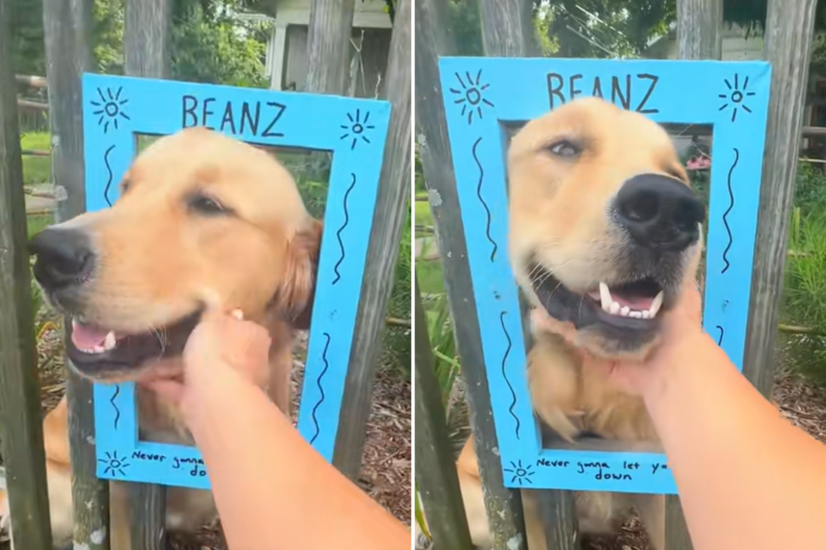 Beanz golden retriever