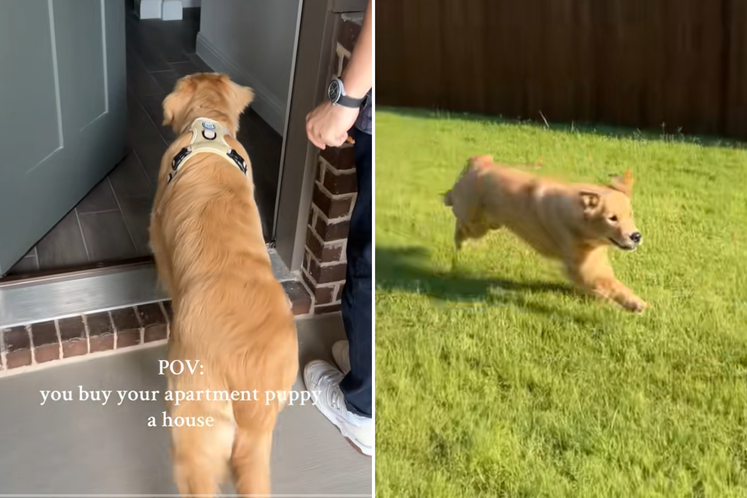 Apartment Puppy Cant Hide His Delight Seeing New Home and Backyard Apartment Puppy Cant Hide His Delight Seeing New Home and Backyard