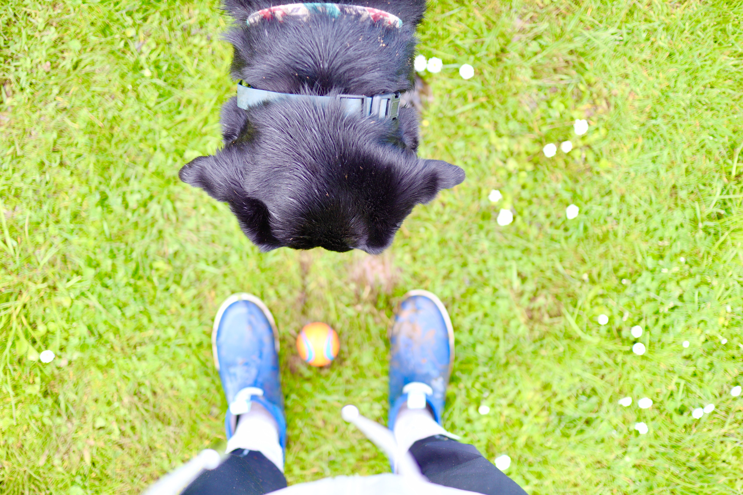 Dog With No Eyes Plays Fetch, No One Ready for What Owner Captures