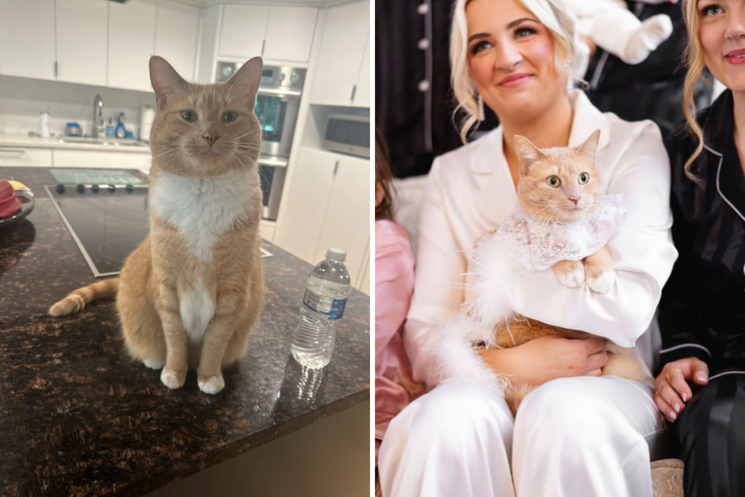 Couple Invite Ginger Cat to Their Wedding, How Shes Smiling Melts Hearts