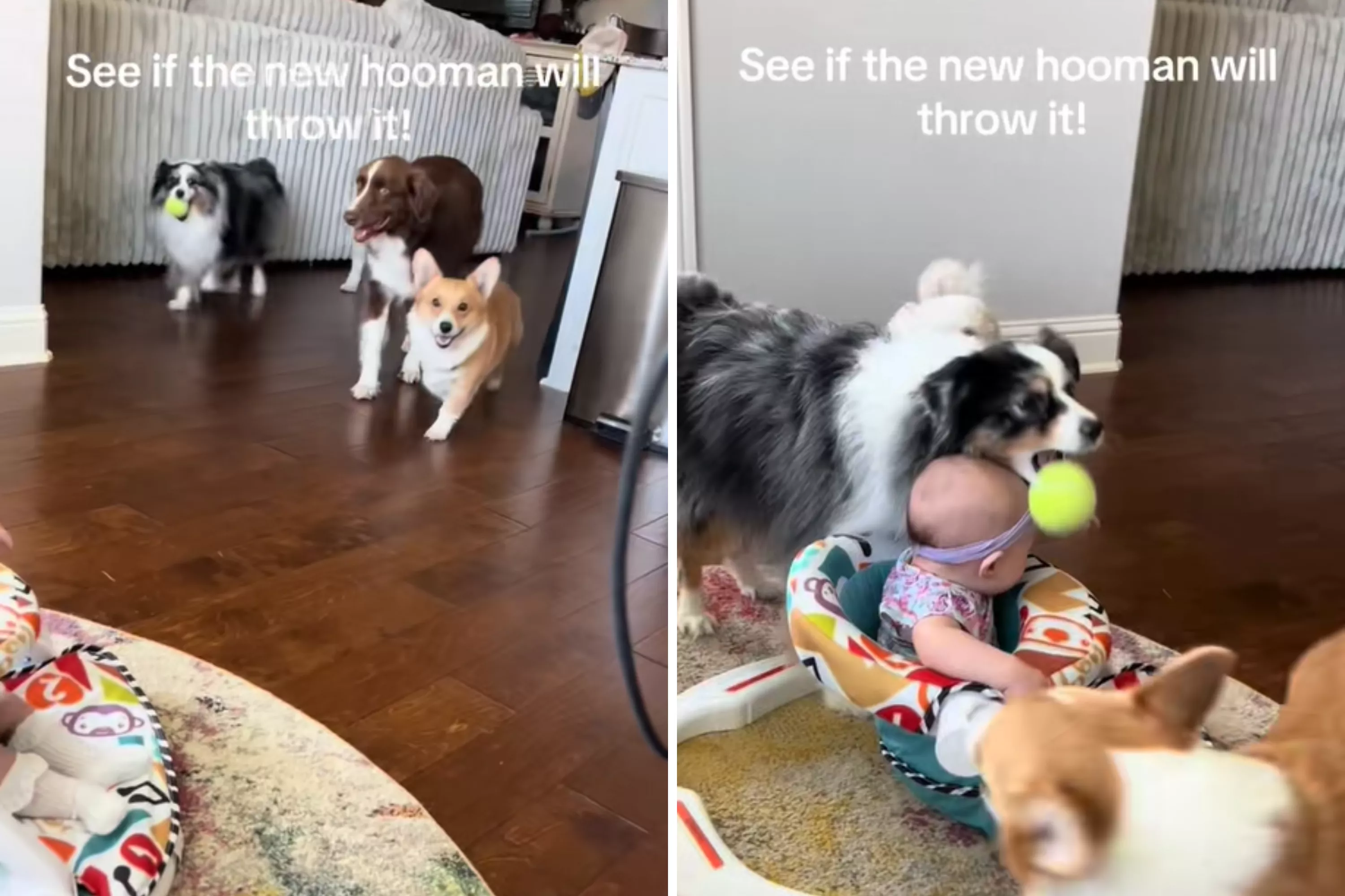 How to Train Dog to Play Fetch: Easy Steps for Quick Success