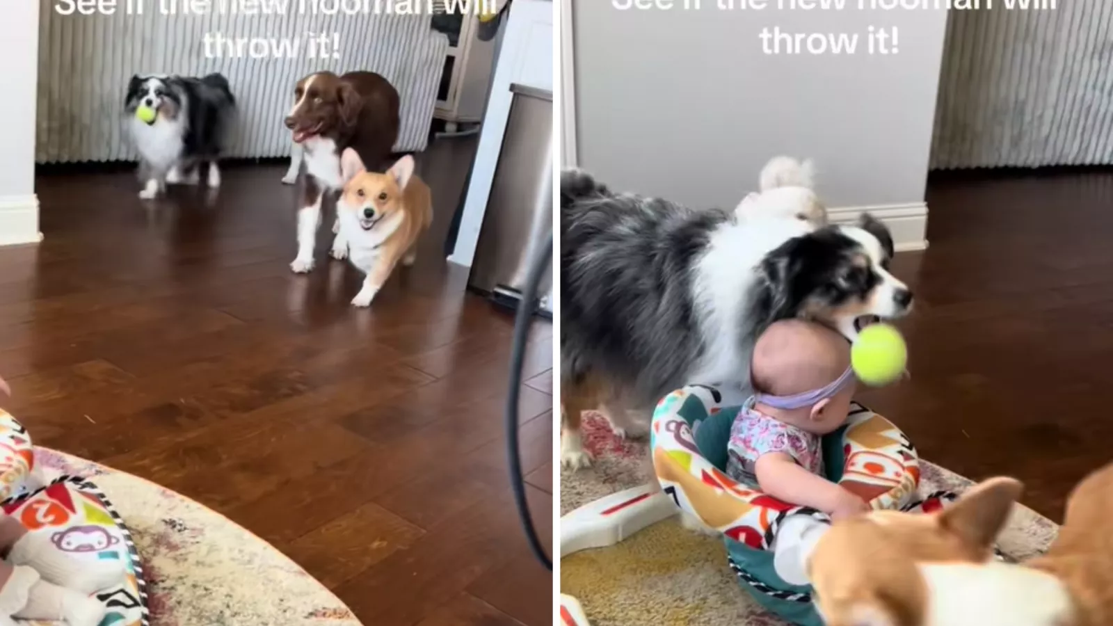 How to Train Dog to Play Fetch: Easy Steps for Quick Success