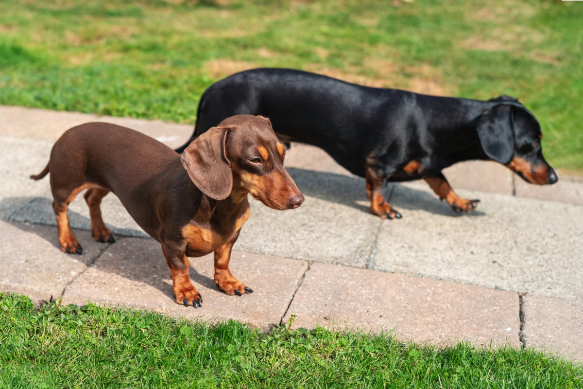Two Dachshunds Stand In Garden