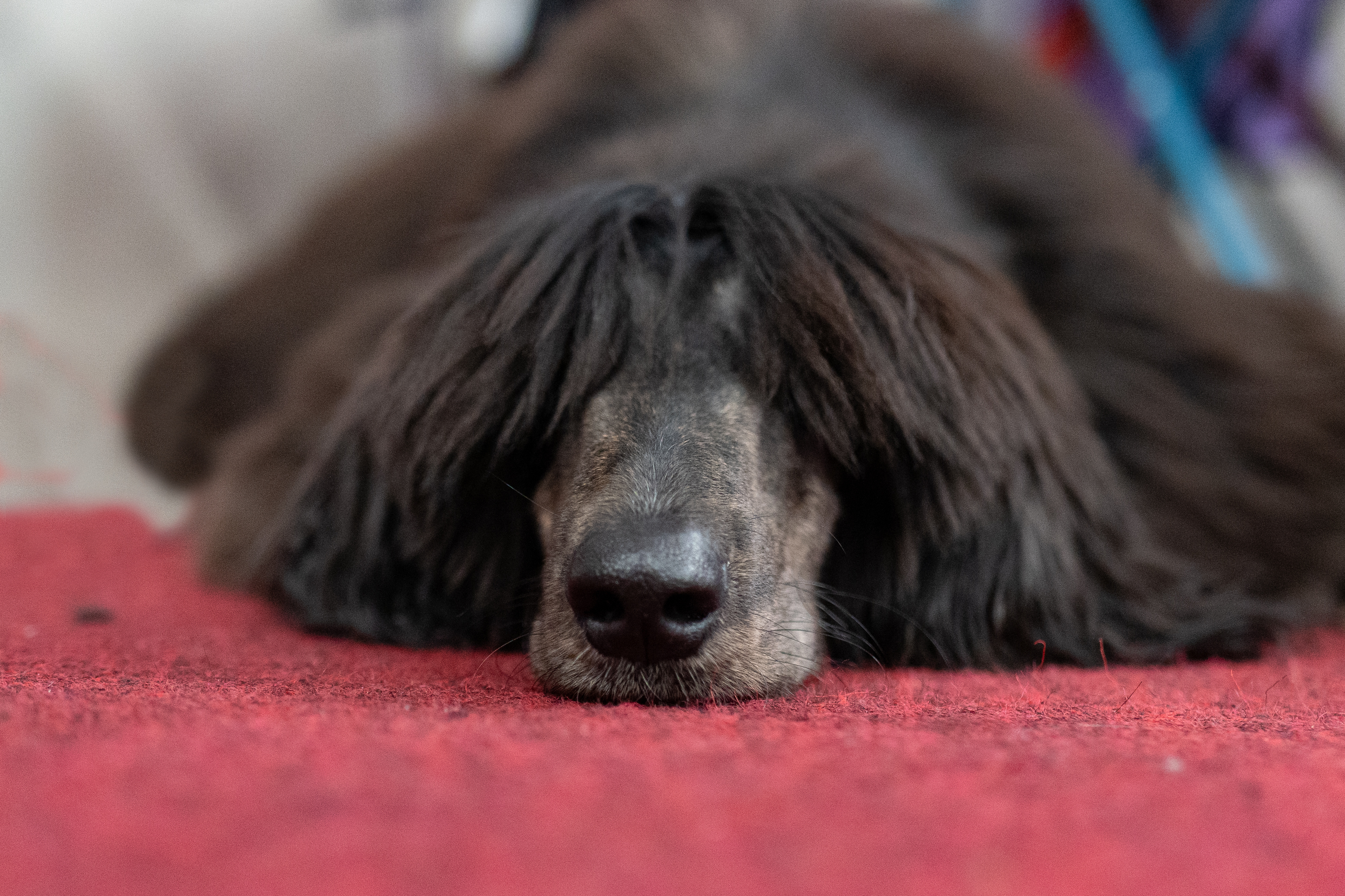 Dog Trainer Asks Owner for Videos of ‘Naughty Puppy,’ Doesn’t Disappoint