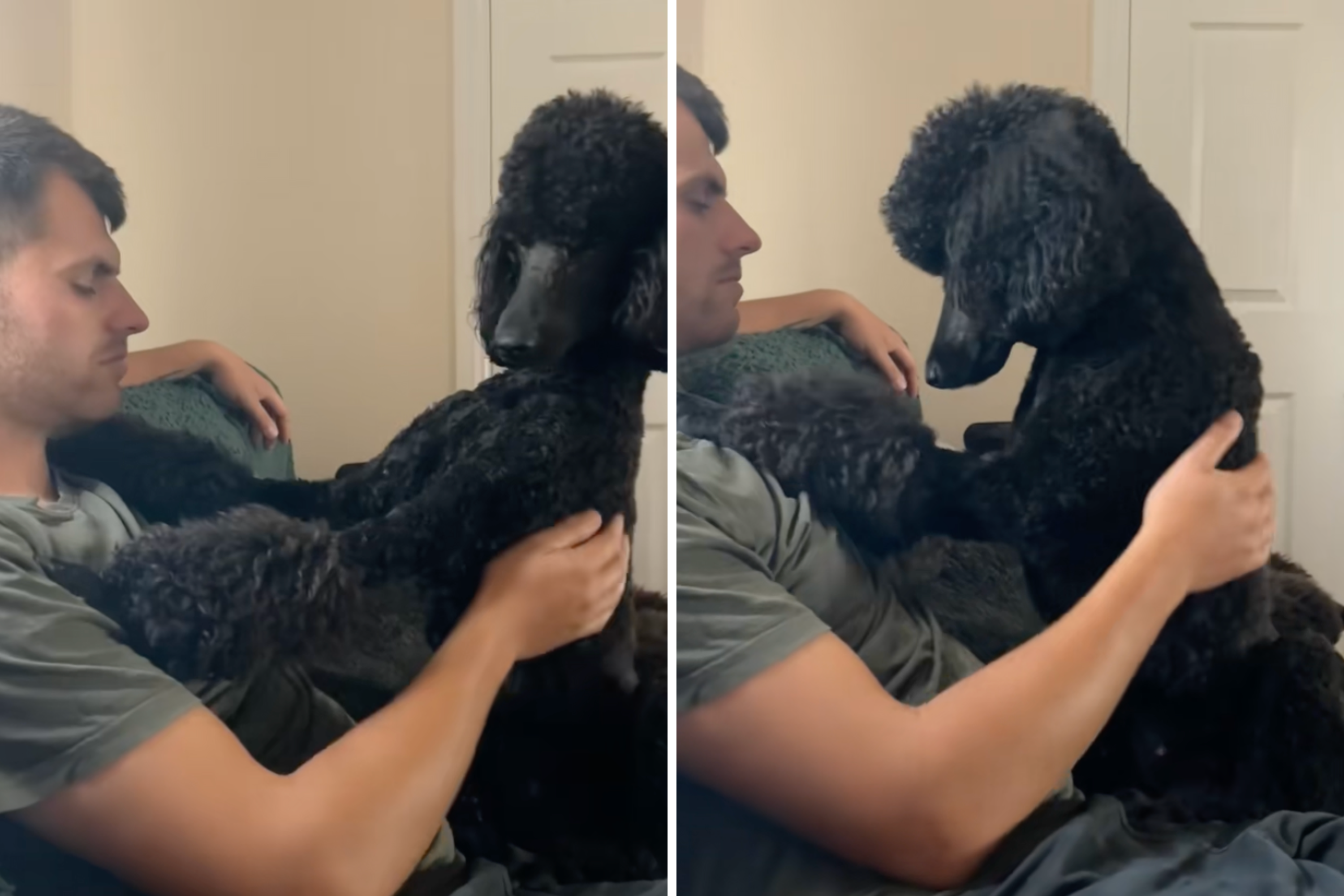 Laughter at Moment Man Who Never Wanted a Poodle Is Completely Converted