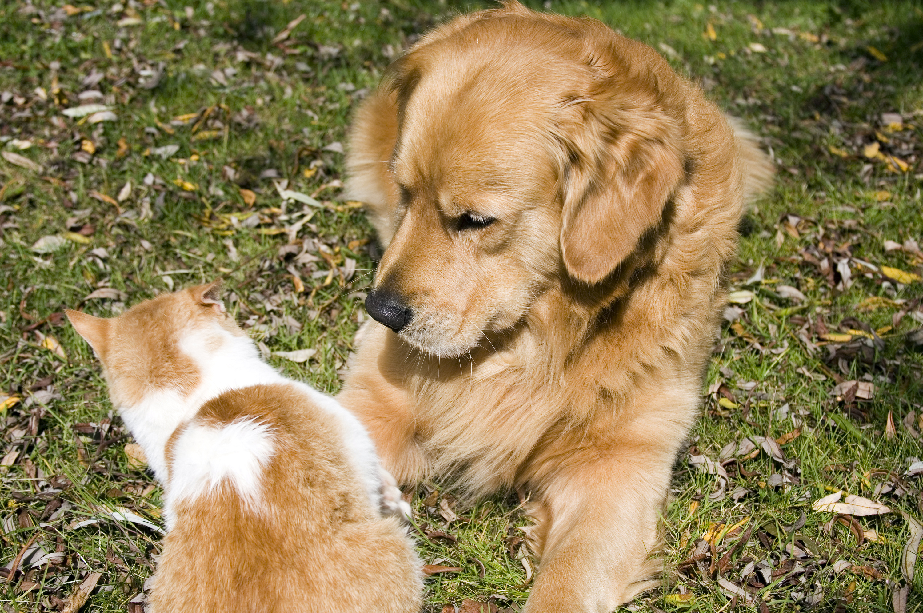 Cats Behavior With Golden Retriever vs Husky Leaves Viewers in Hysterics