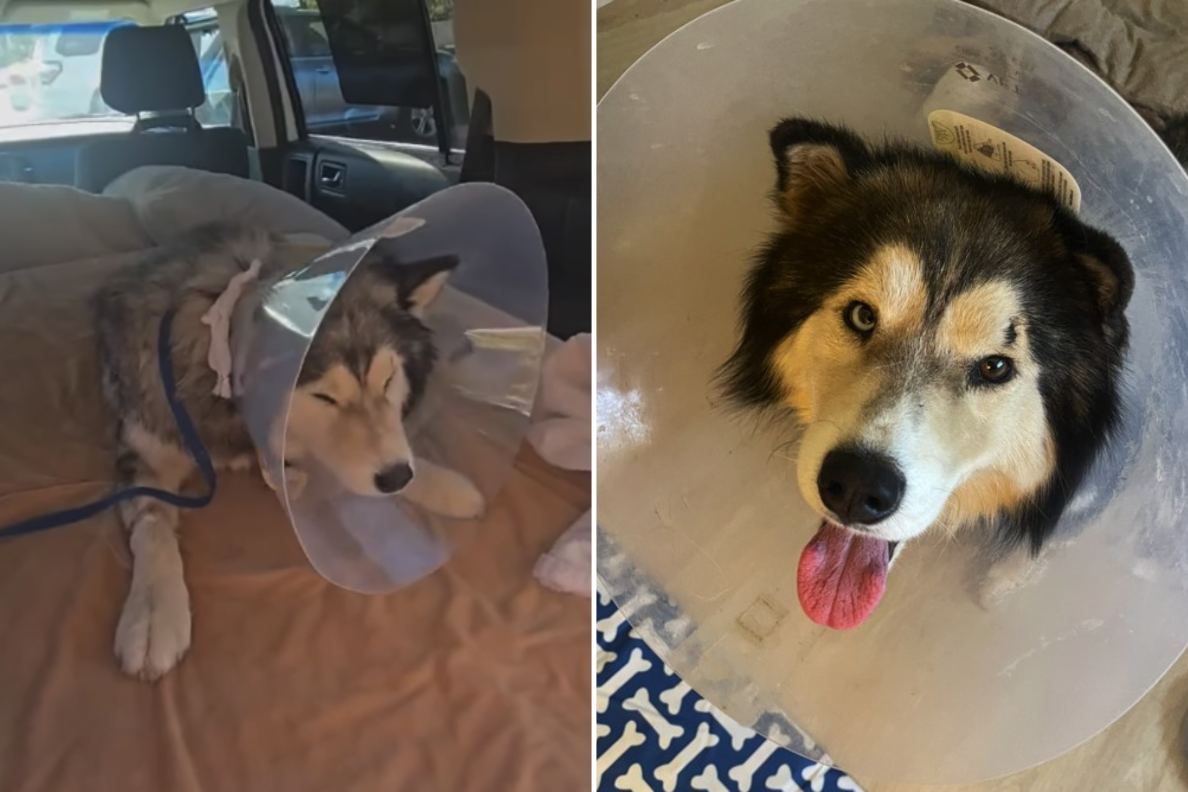 Husky on Euthanasia List After Being Hit by a Car—Then Unexpected Happens Husky on Euthanasia List After Being Hit by a Car—Then Unexpected Happens