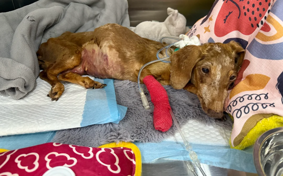 Slinky viene curato per il cancro.