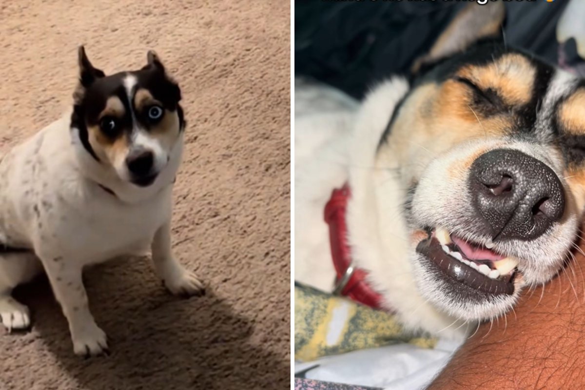 Dog sleeps in owner's bed