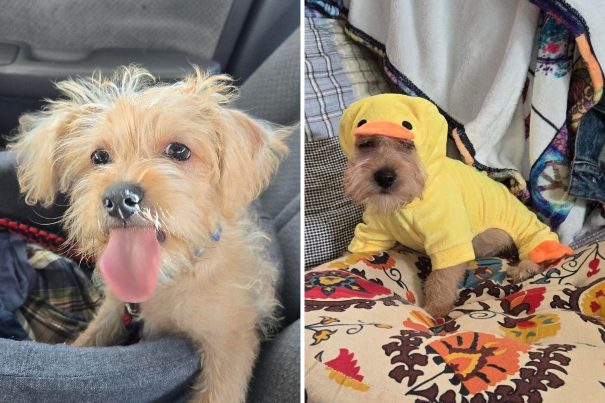 Il cucciolo entra nel gelato