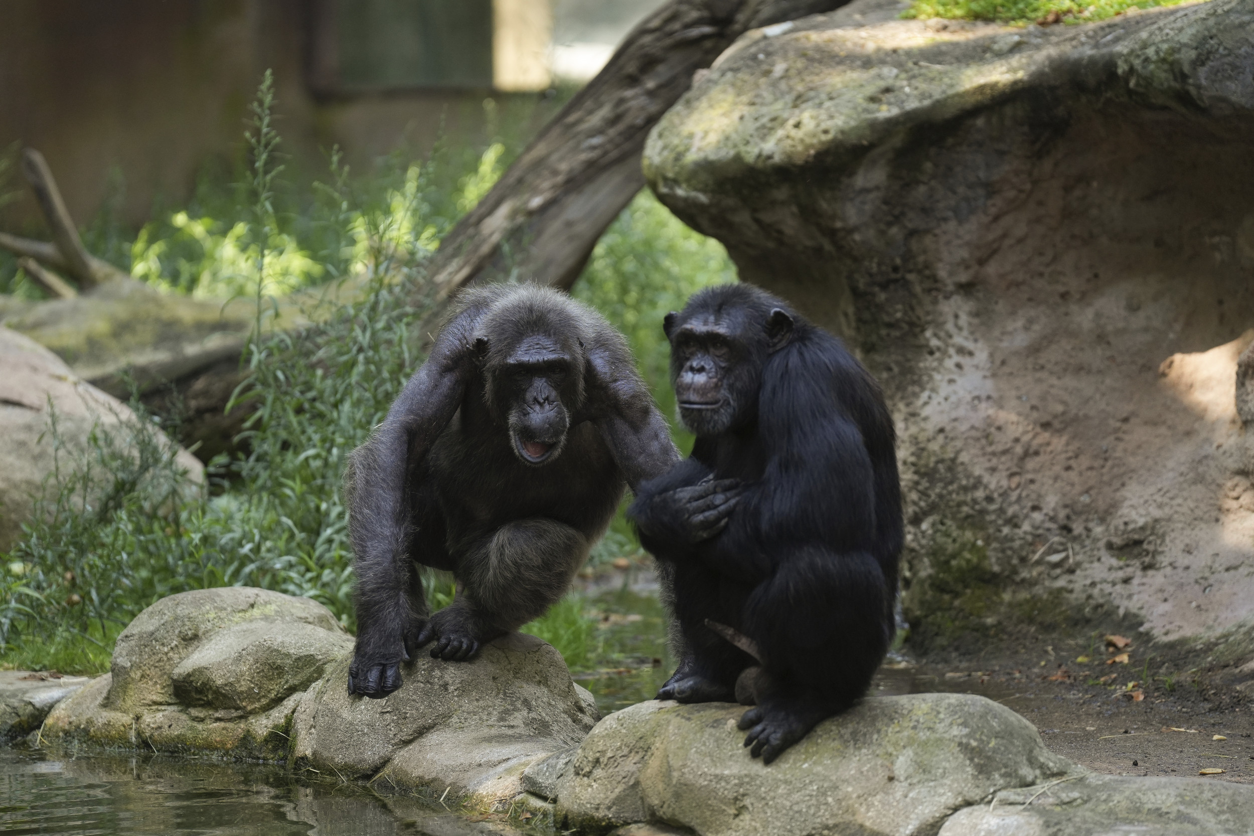 Chimpanzee Communication Patterns Shaped by Mothers, Study Finds