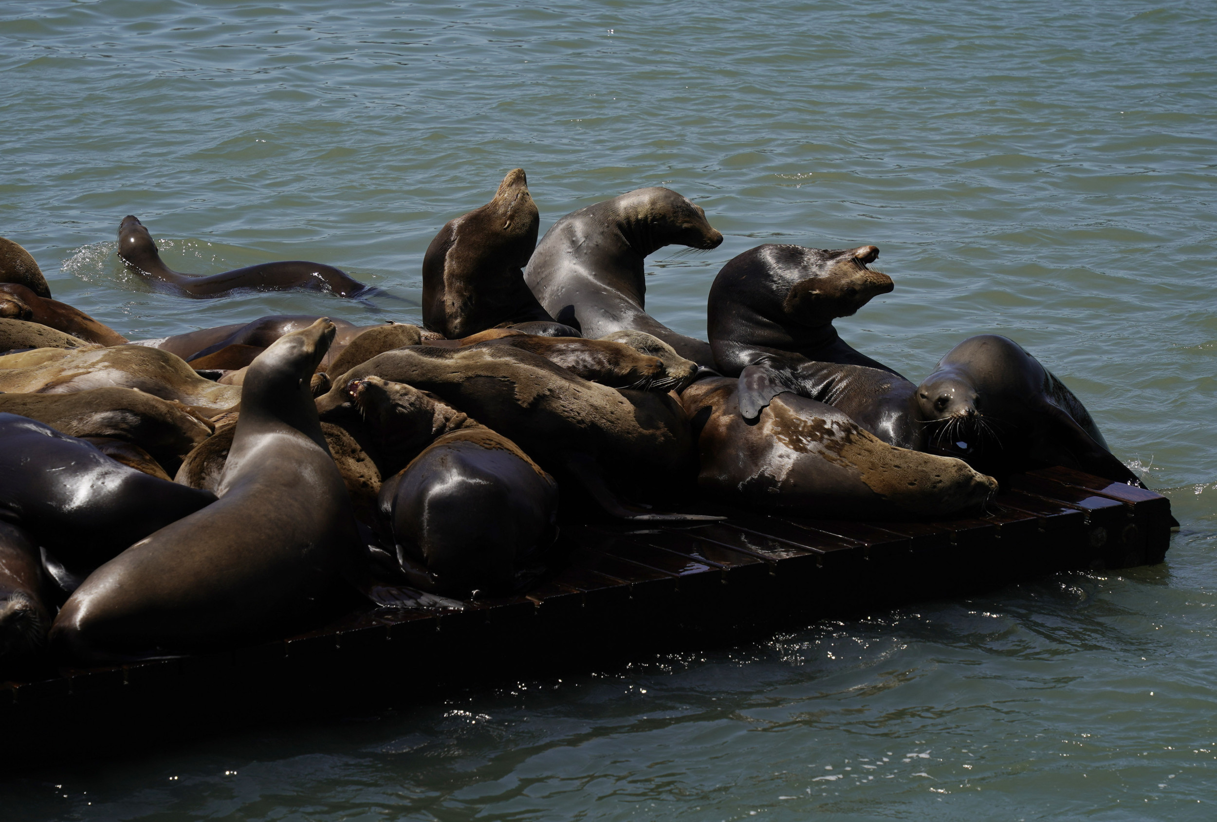 Disease Outbreak Among Sea Lions Could Spread to Pets