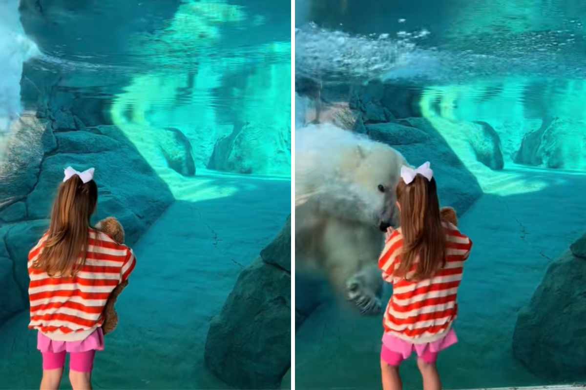 Girl's encounter with polar bear