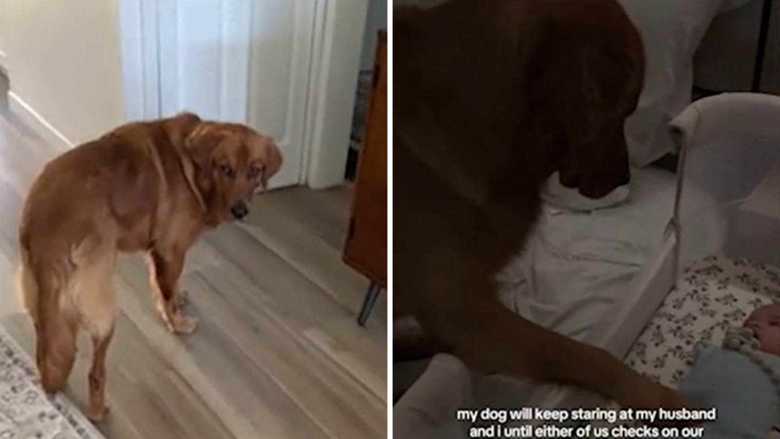 Will Eating a Diaper Kill My Dog: Shocking Dangers Revealed