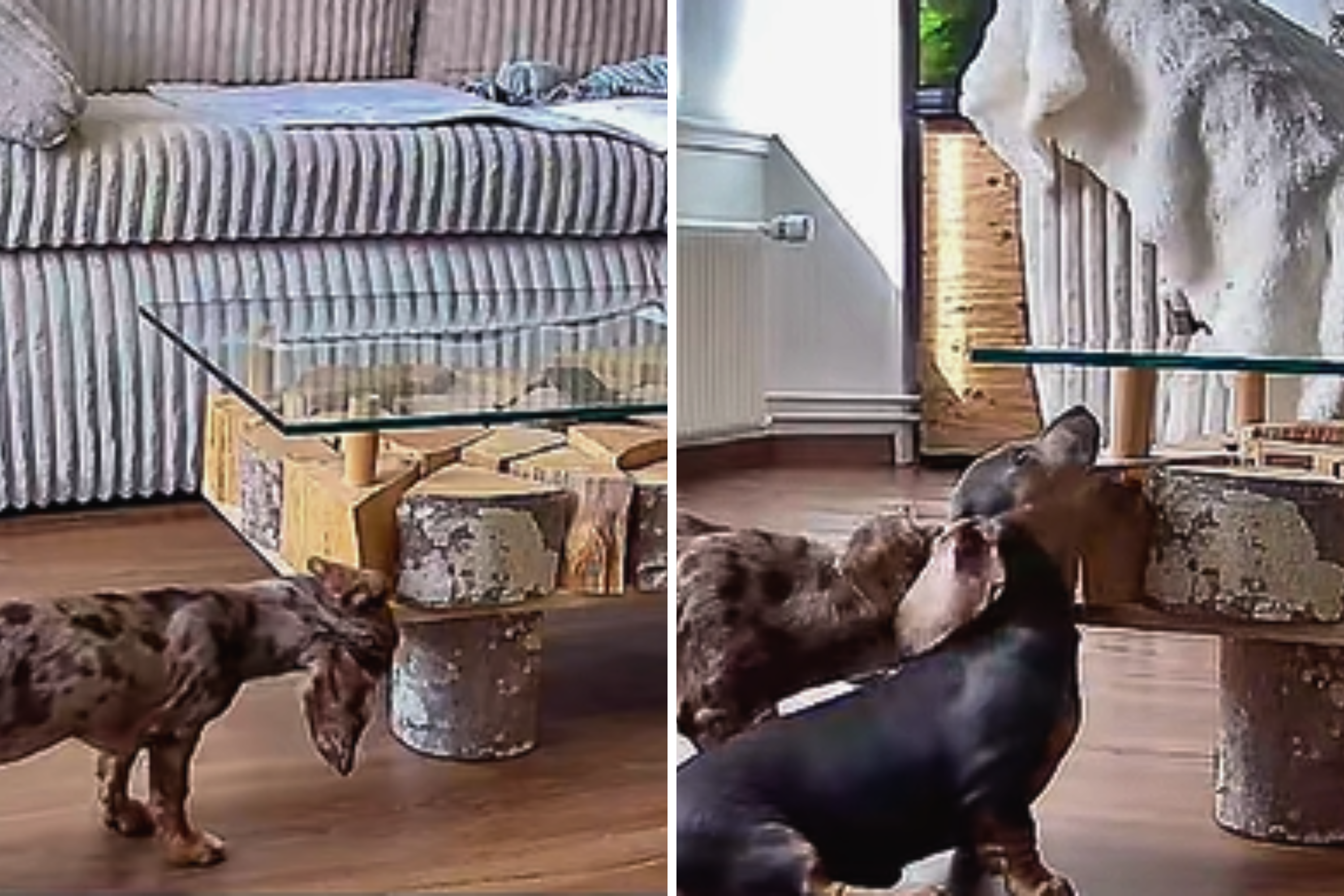 Owner Gets Bored Dachshund a Sister&mdash;Unprepared for What Pet Cam Shows