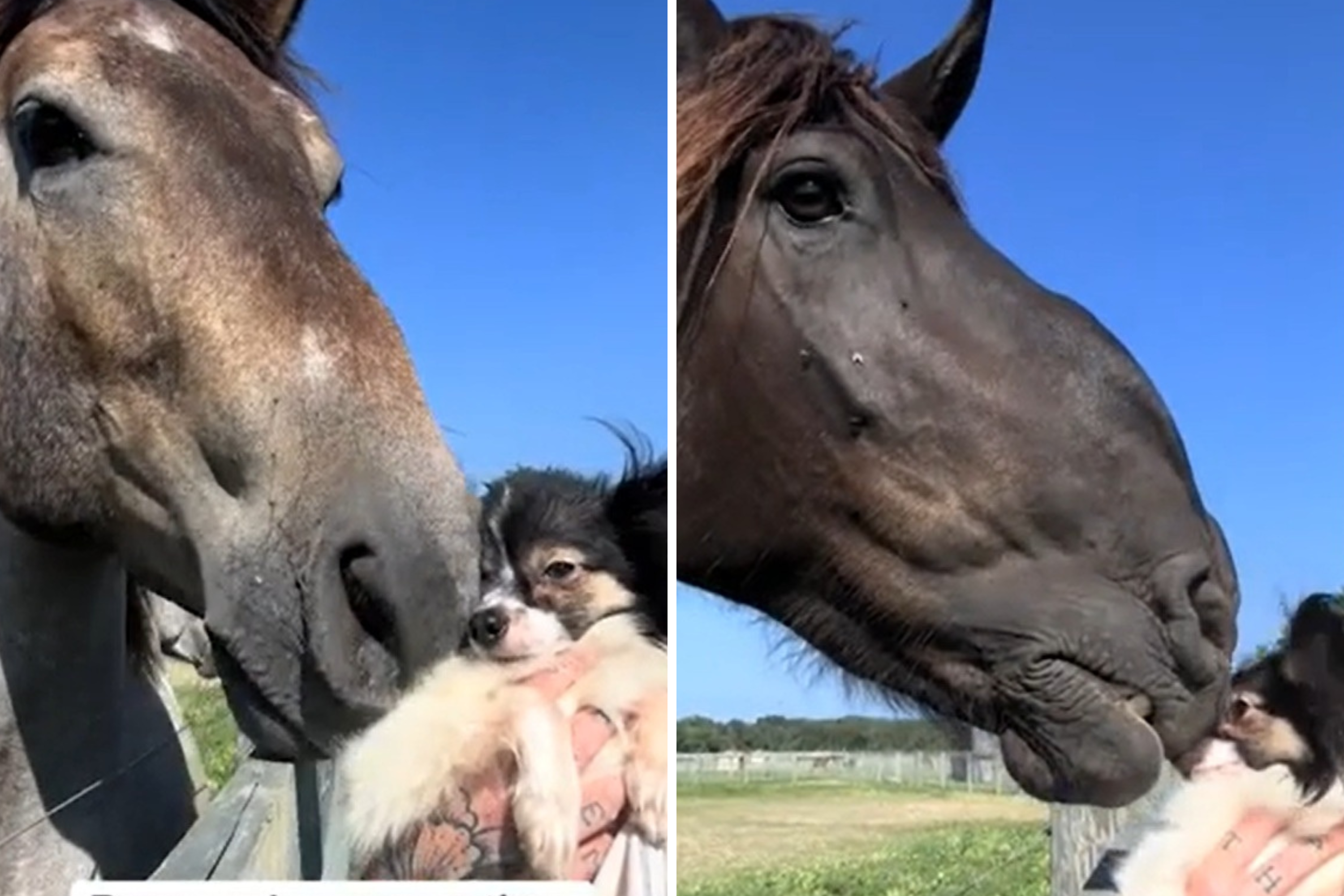 Rescue Dog Meets Rescue Horse for First Time, Takes Unexpected Turn