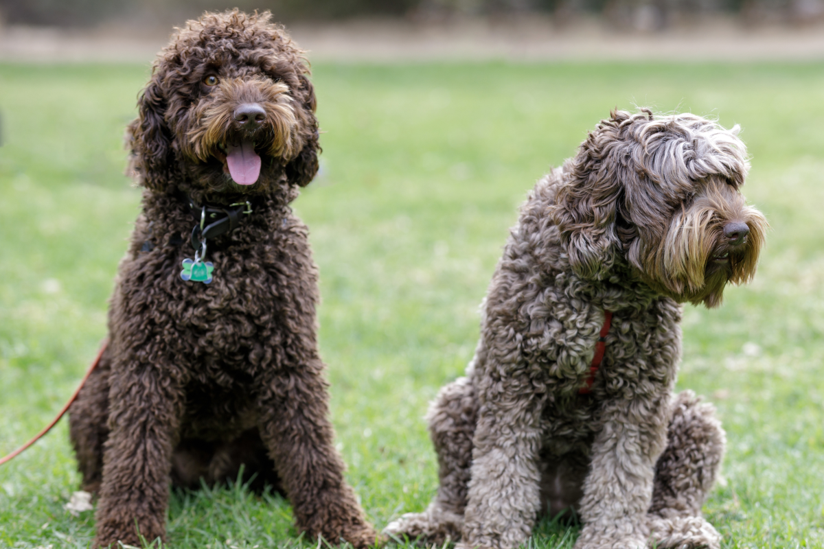 Two doodle dogs