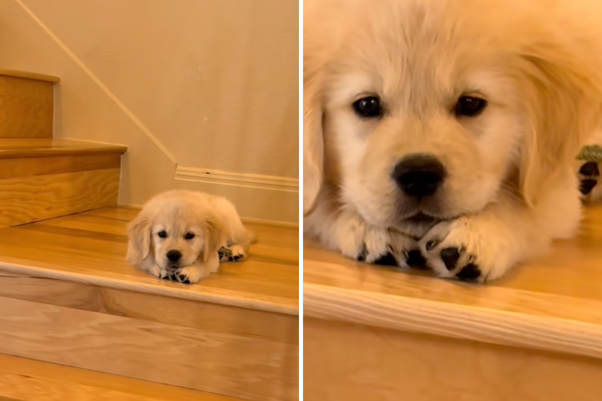 Steve the golden retriever.