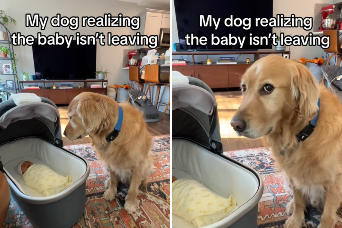 Dog realizes baby isn't leaving