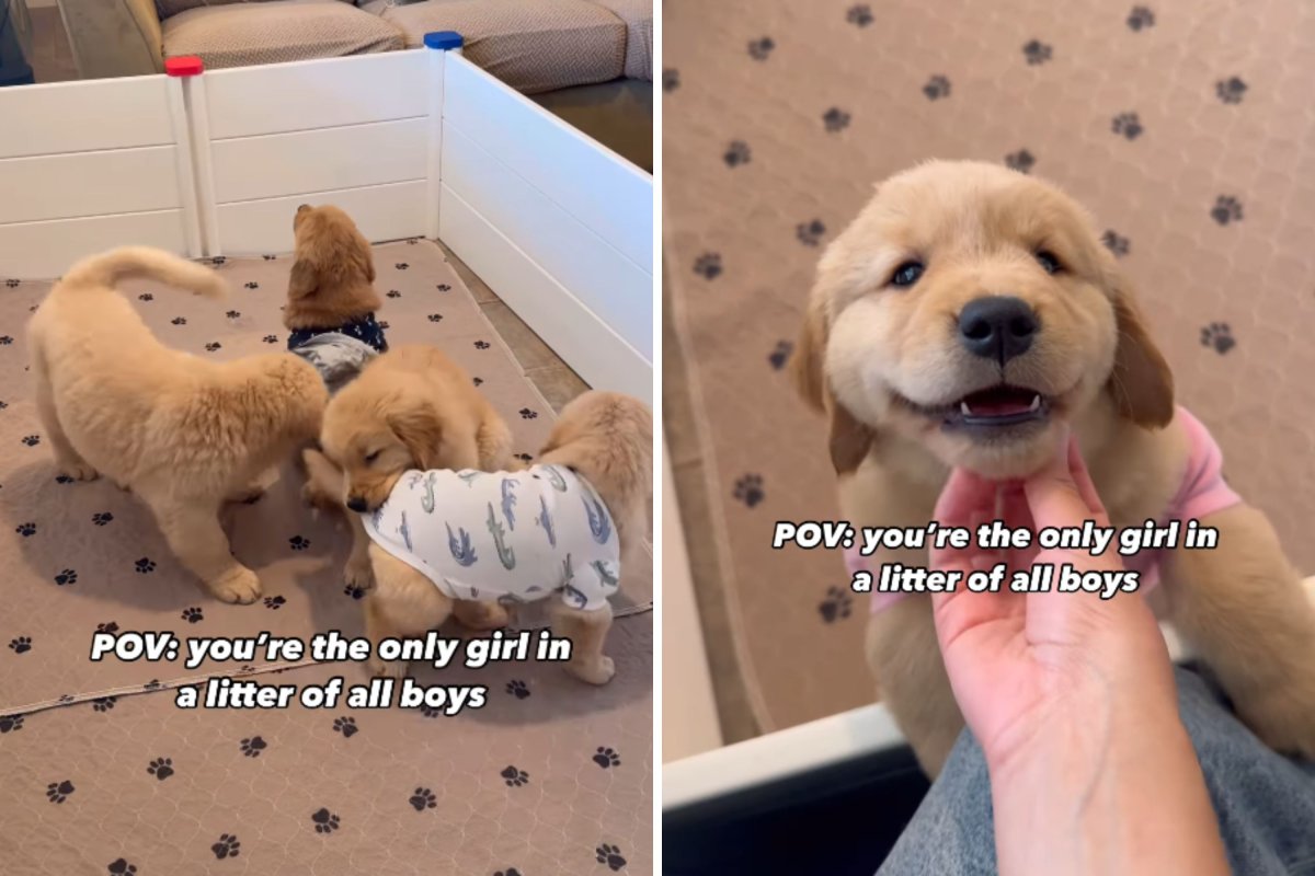 Girl vs boy puppy behaviors