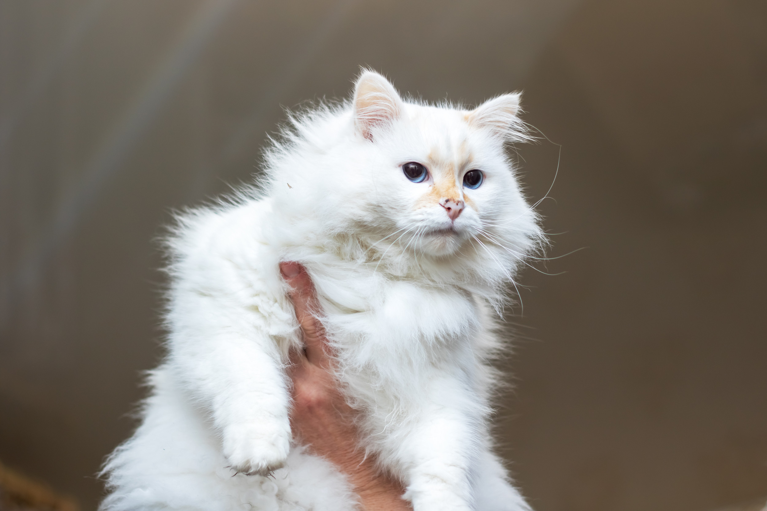 Hilarity As Cat Owners Share How Their Pets Trained Them for Parenthood Hilarity As Cat Owners Share How Their Pets Trained Them for Parenthood