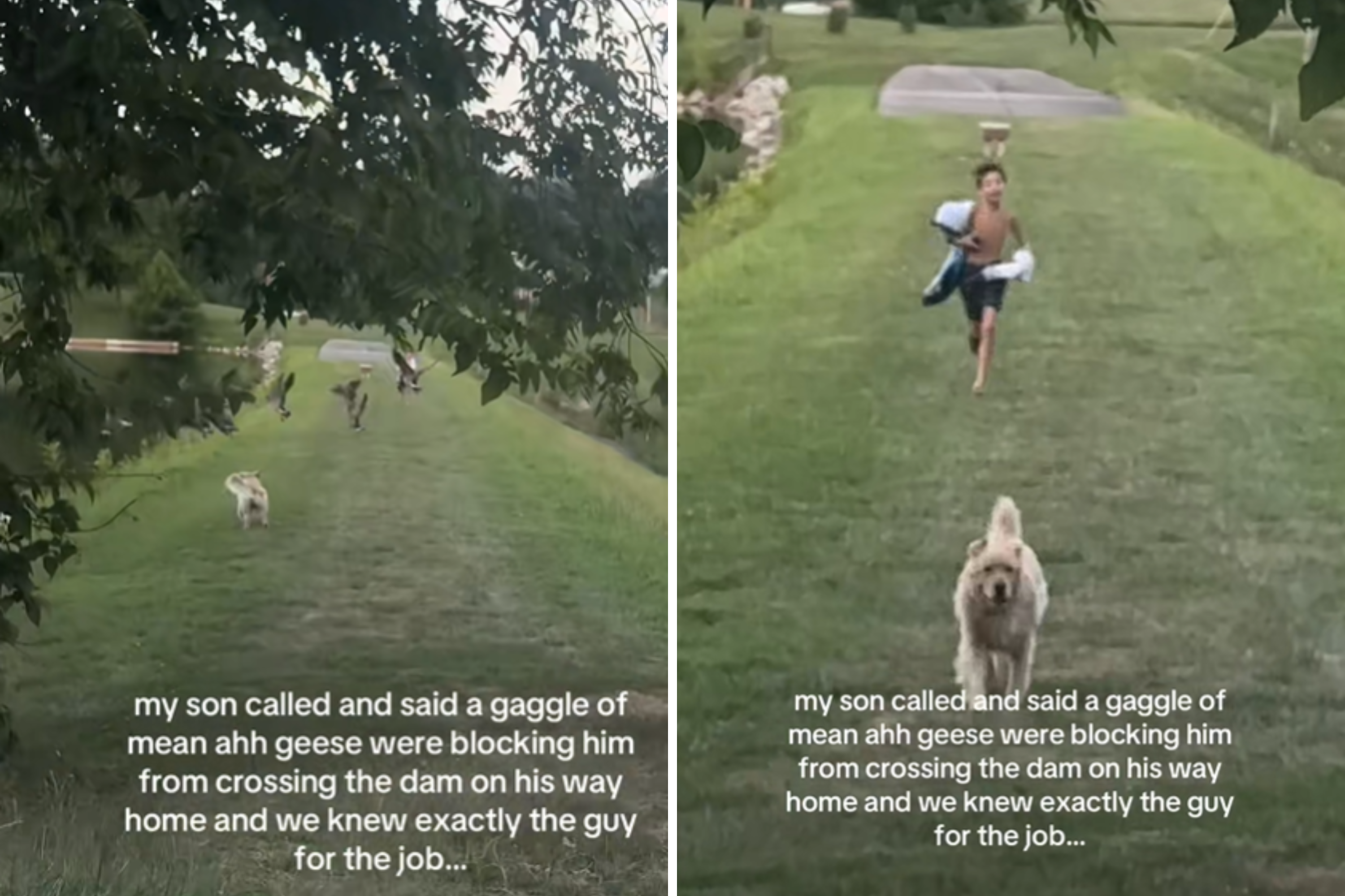Boy Blocked on Road by 'Mean' Geese Knows Just Who To Call