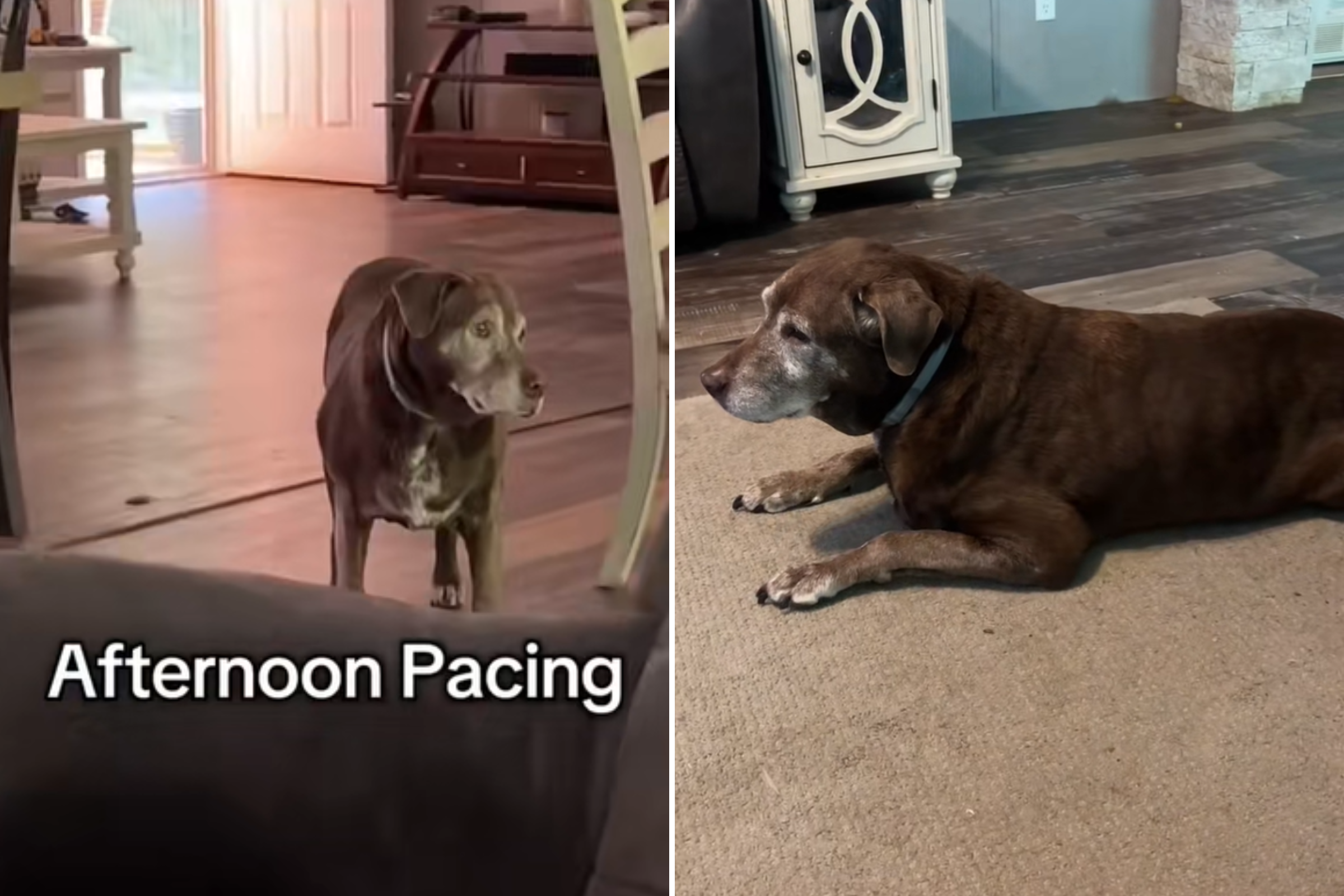 14-Year-Old Labrador With Dementia Touches Hearts With Daily Routine