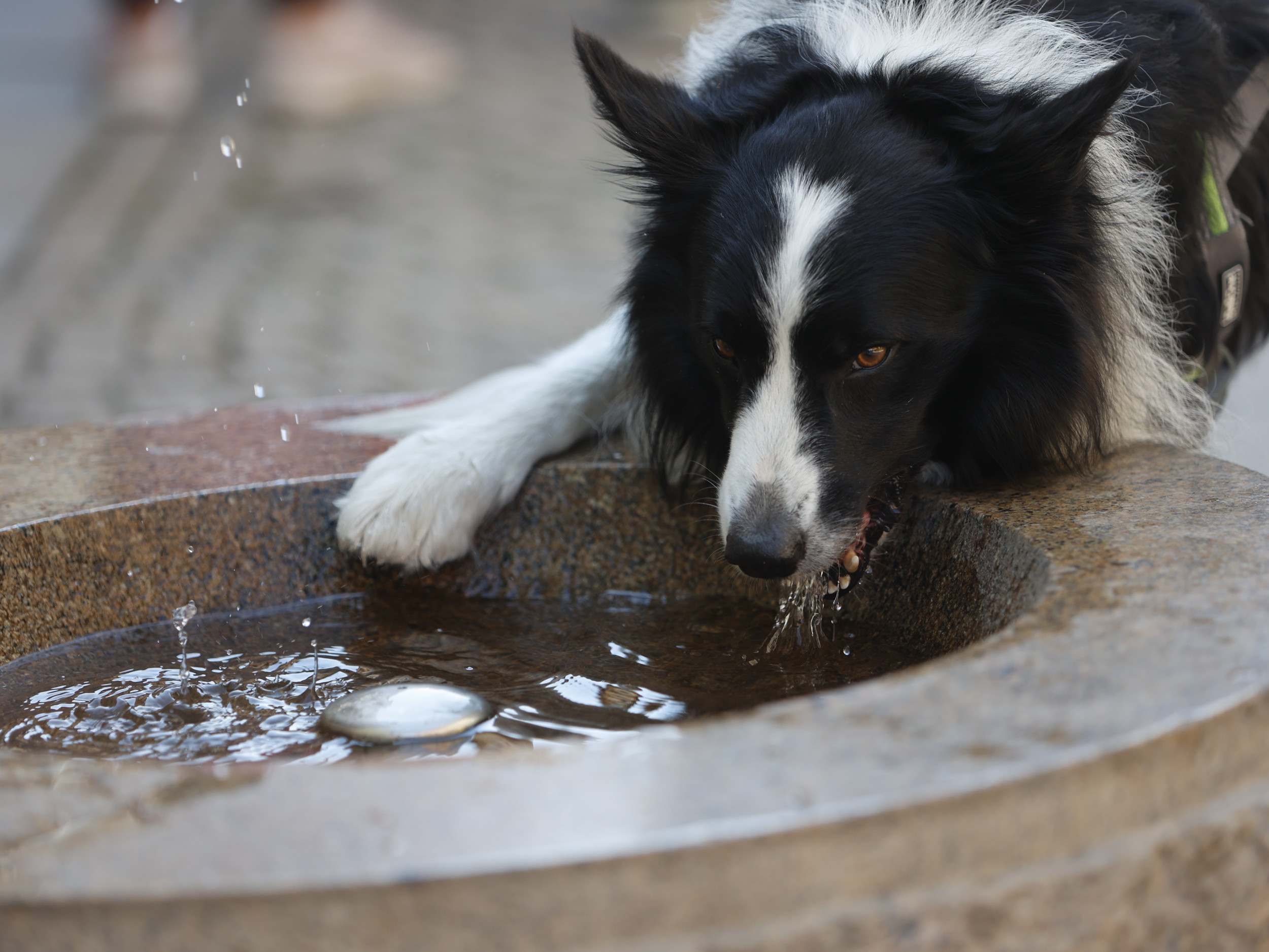 https://d.newsweek.com/en/full/2705961/dog-drinking-water.jpg