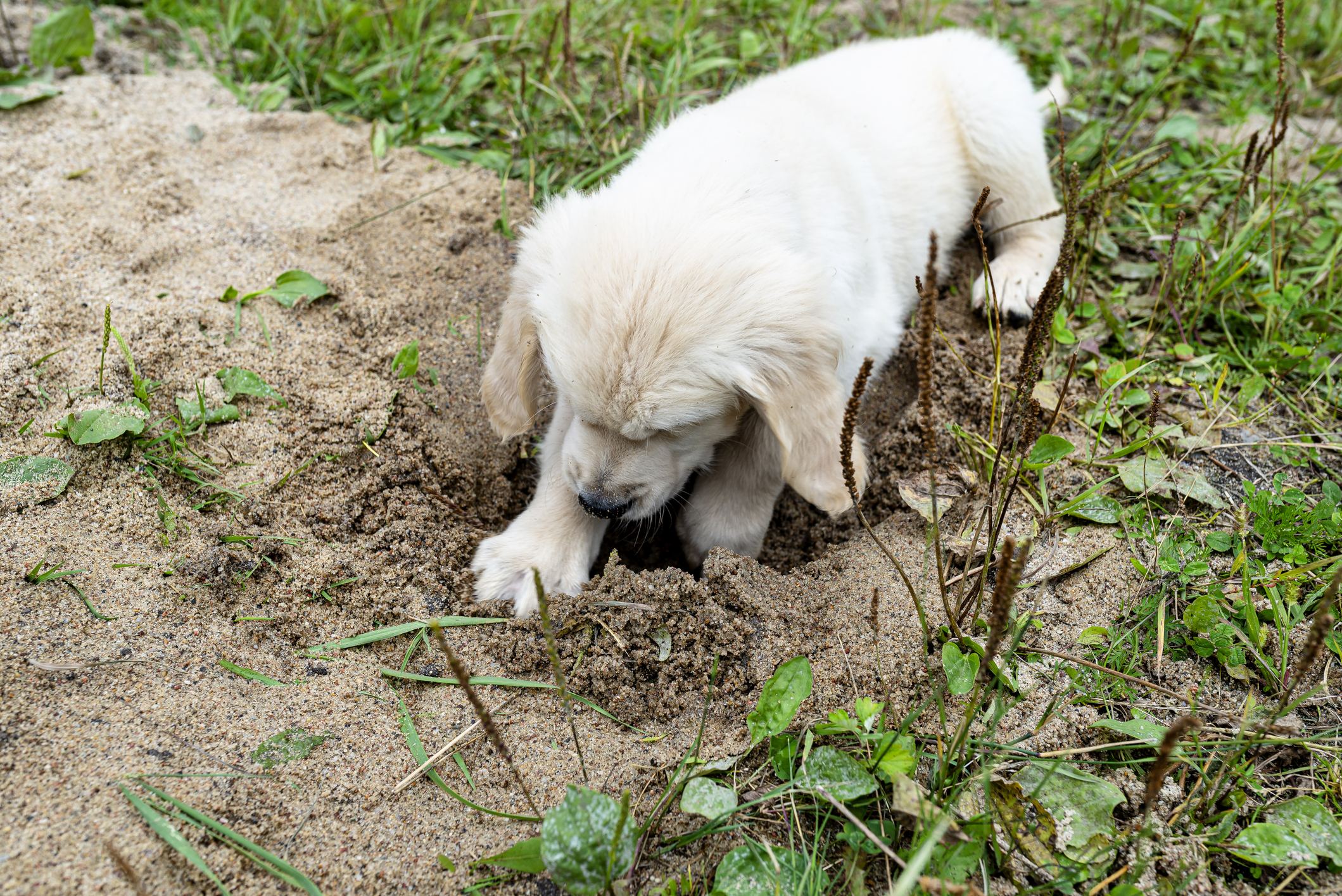 Golden Retriever Digs Hole in Backyard, Owners Unprepared for His Reaction