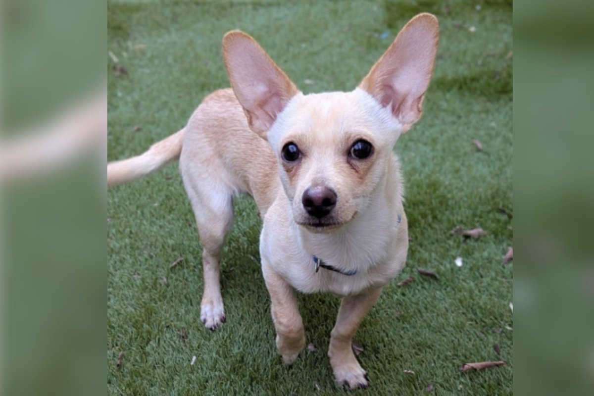 Dog returned three times