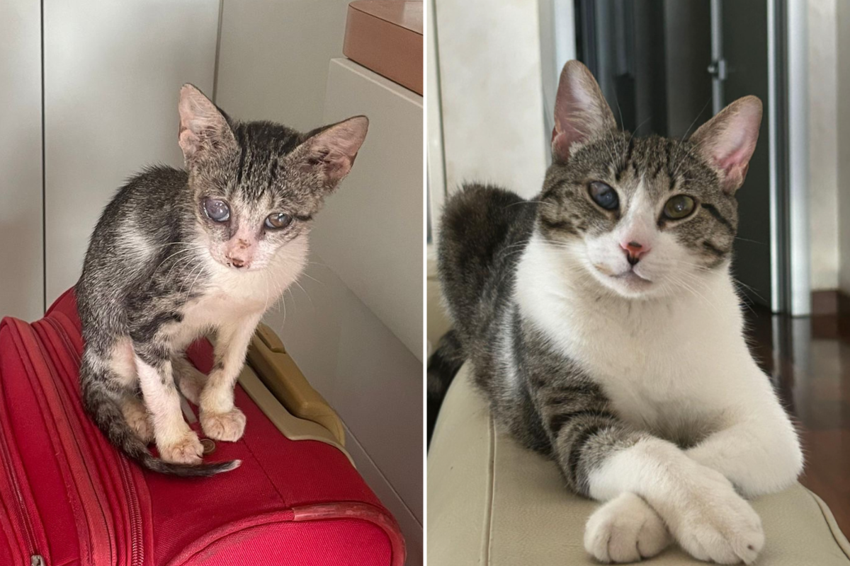 Molly before and after