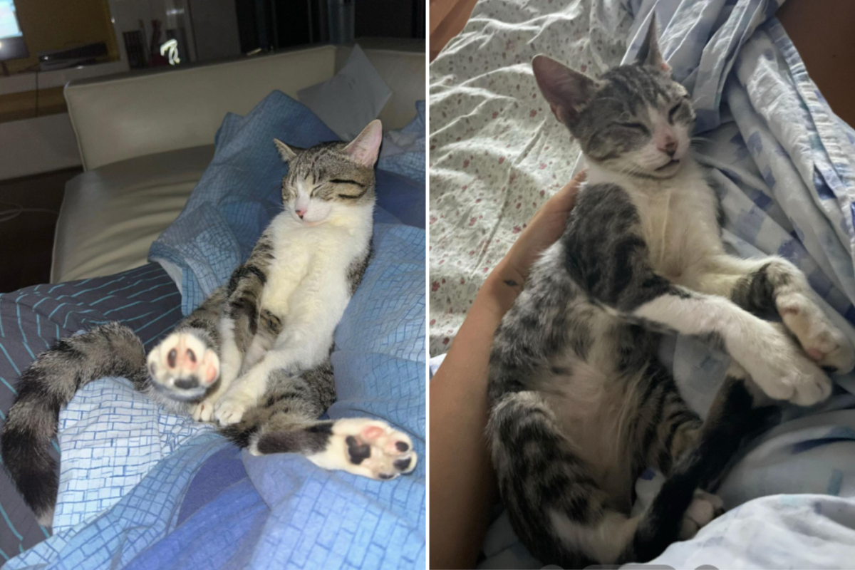 Molly cat