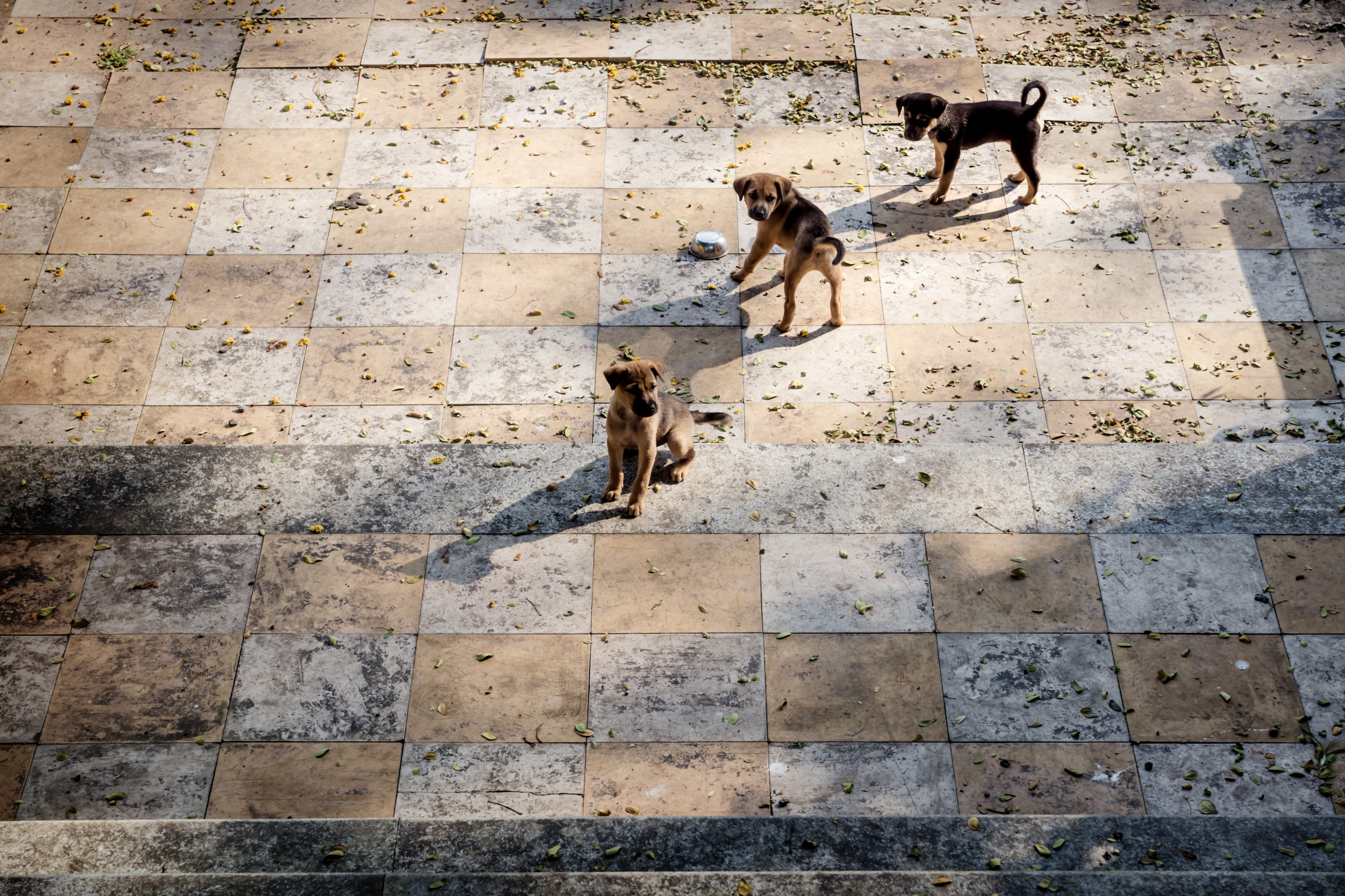 Woman Finds 7 Puppies Running by School, What Teachers Do Next Warms Hearts