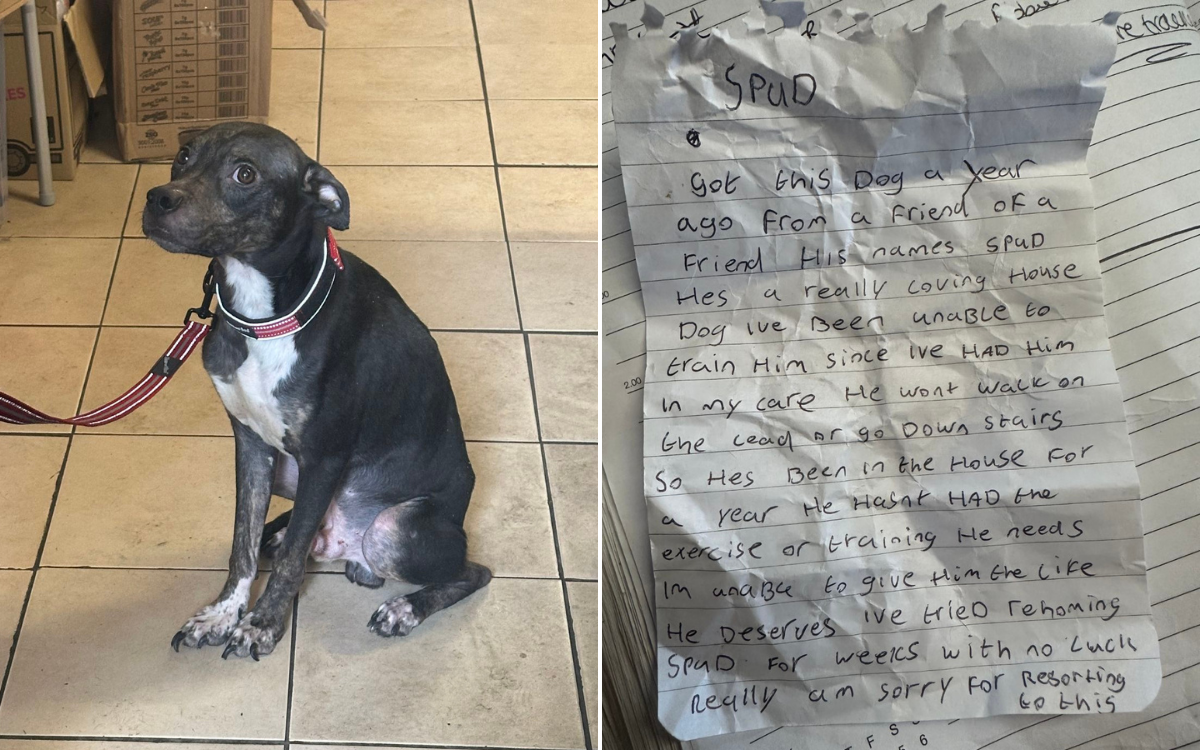 Dog Dumped in Crate With Heartbreaking Note: 'Sorry for Resorting To This'