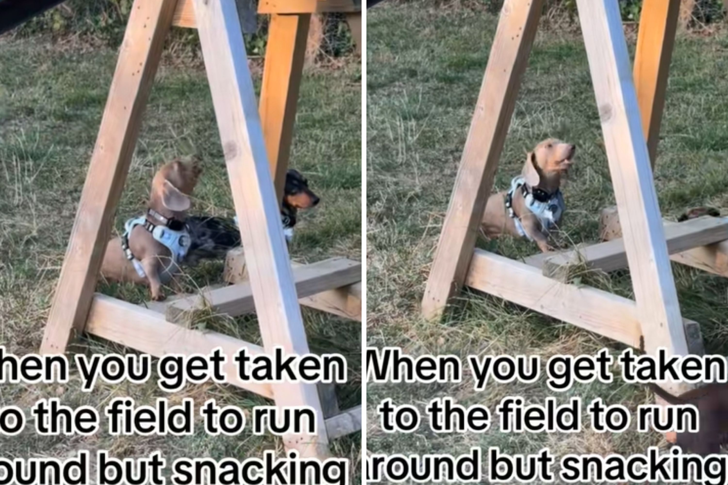 Dachshund Taken to Play in a Field Decides Snacking Is Life