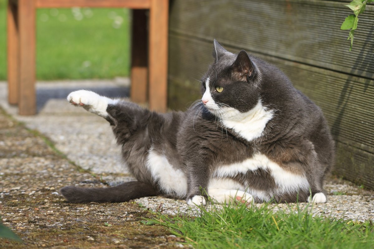 Gato obeso