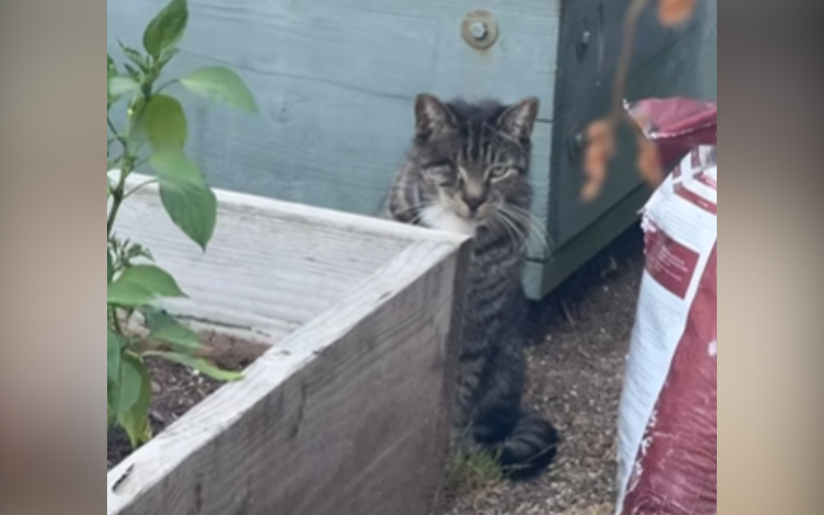 Bowie the cat was found alive.
